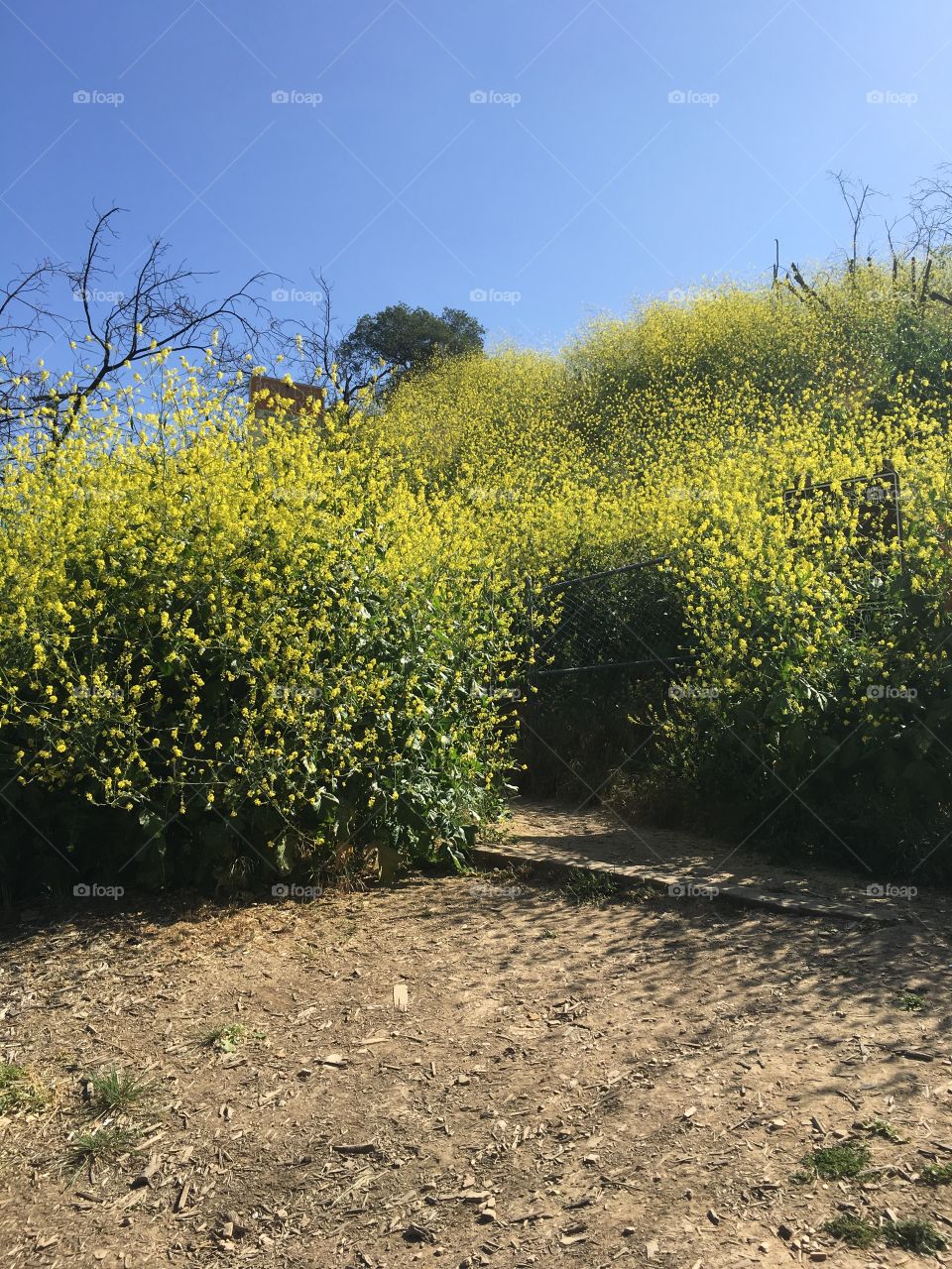 Entrance to goldenrod mountain. 