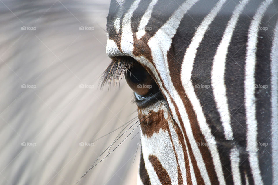 Close-up of zebra's eye