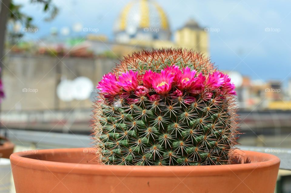 cactus in bloom on my terrace