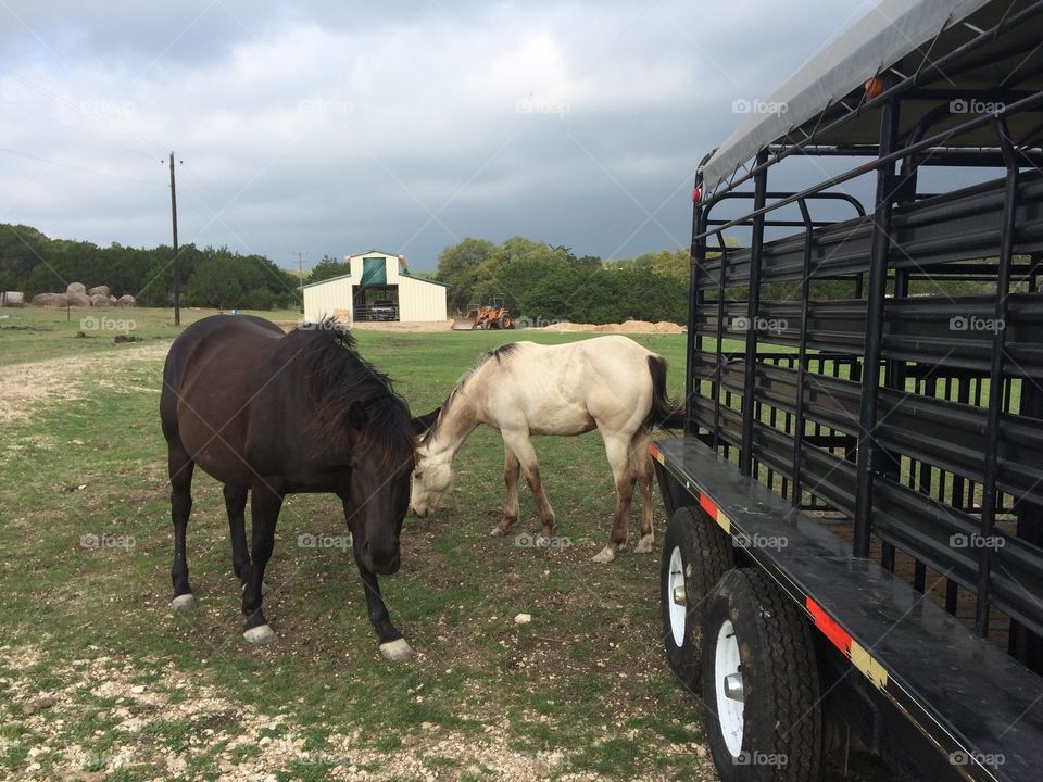 No Person, Grass, Horse, Outdoors, Farm