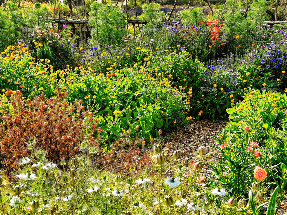 California coast garden