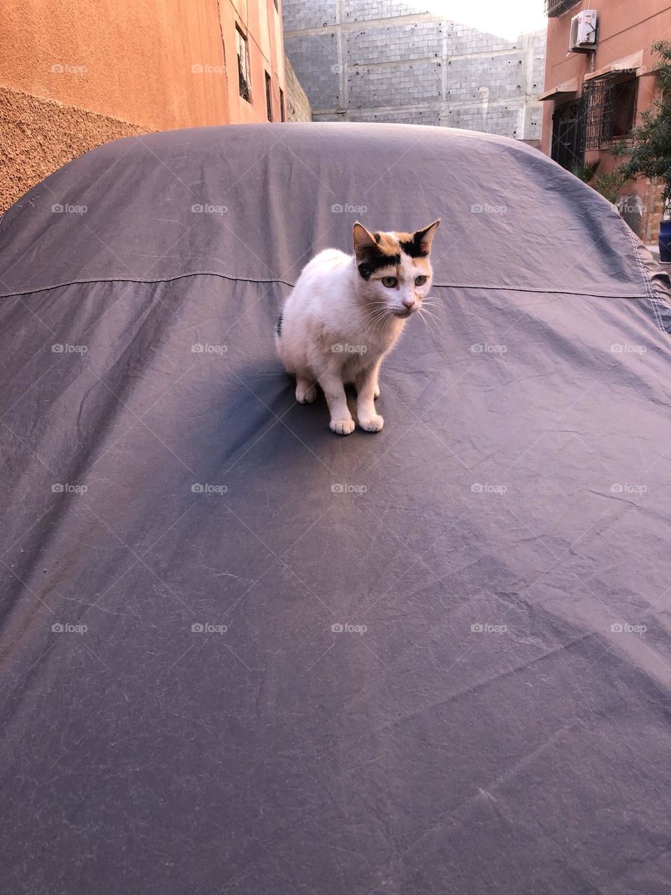 Beautiful cat is sitting on a car