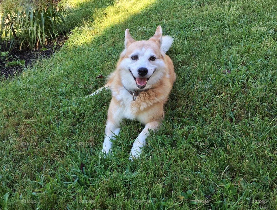 Happy mixed breed dog