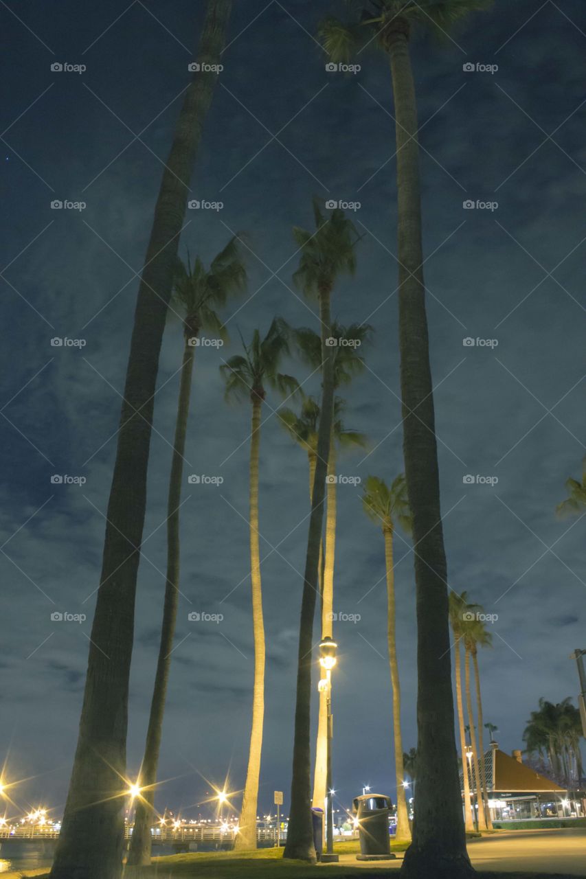 night palm trees