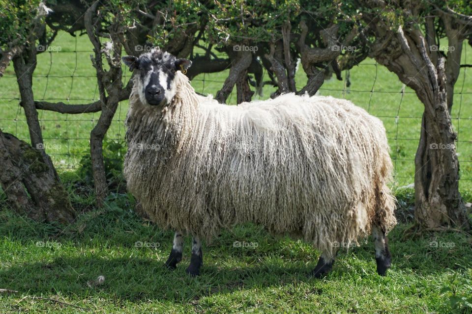 Love the fleece on this sheep !