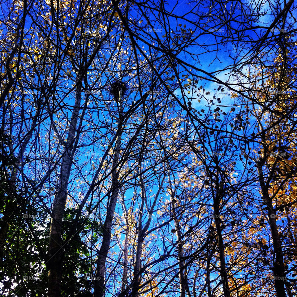 england trees leaves autumn by mark.rudd.148