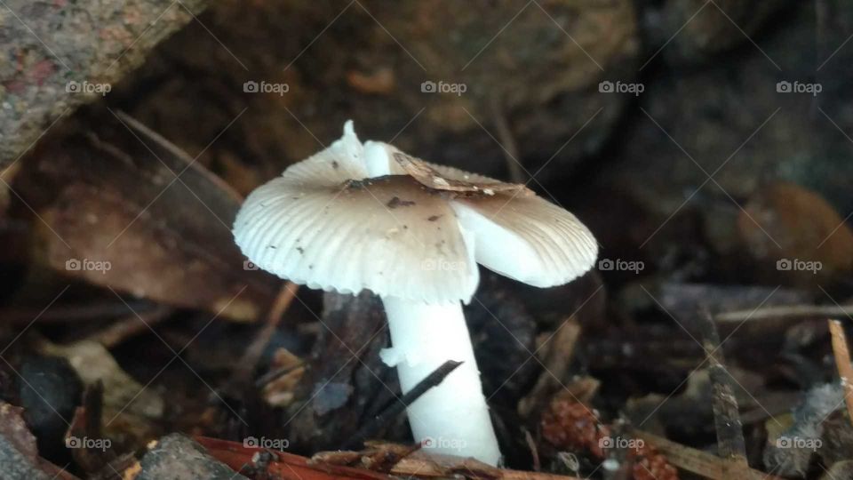 Fungus, Mushroom, Fall, Nature, Toadstool