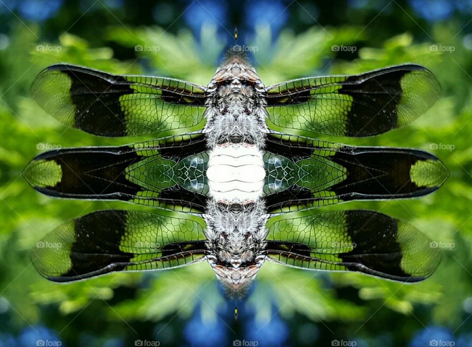 photo creation dragonfly