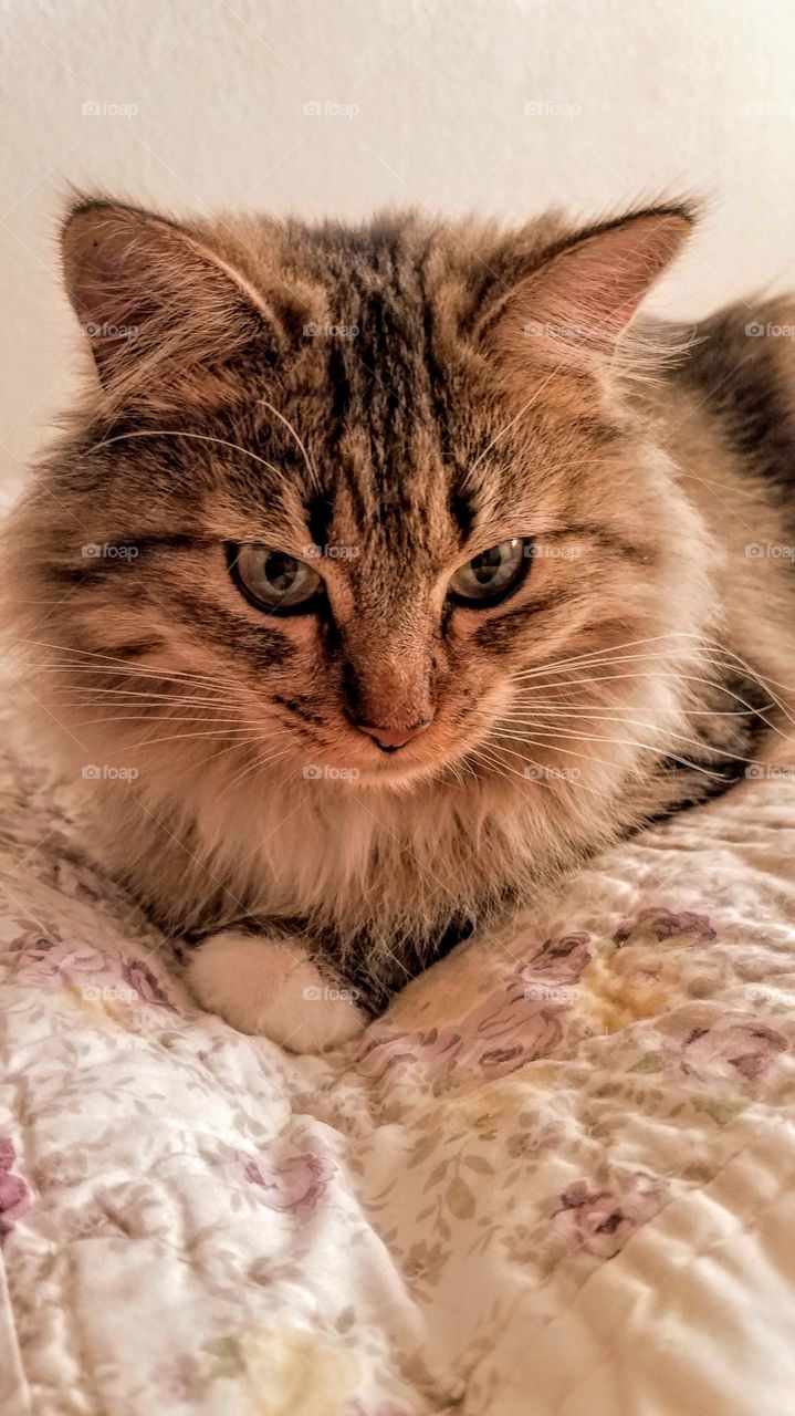 Pet cat on a soft quilt