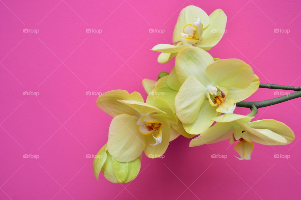 ORCHID ON THE BACKGROUND OF A PINK WALL