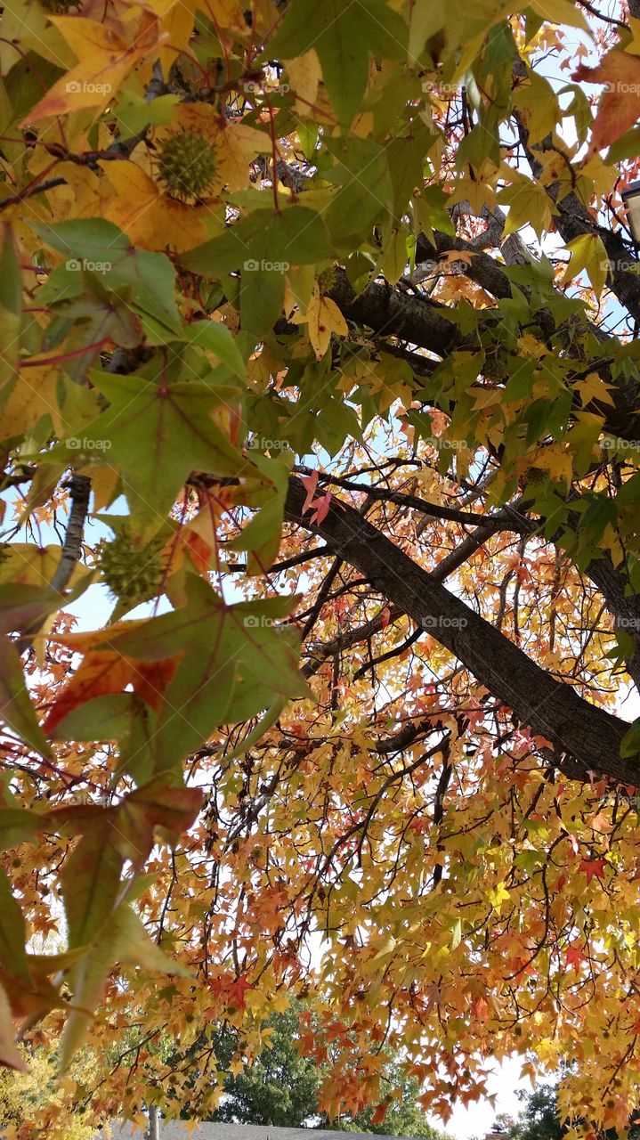 fall. fall colors