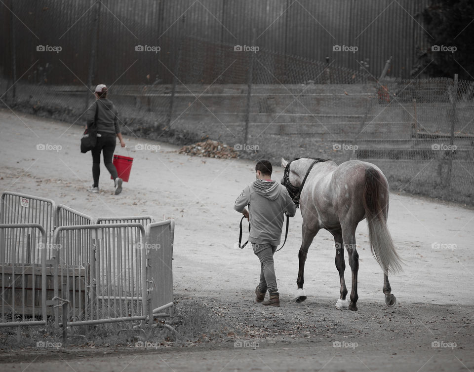 Roan Gray Humpday by Fleetphoto.net