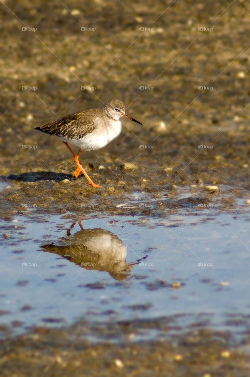 The common redshank  (Tringa totanus)