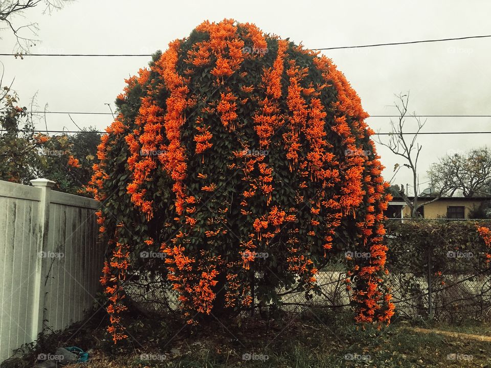 Winter blooms in nature and in heart. 