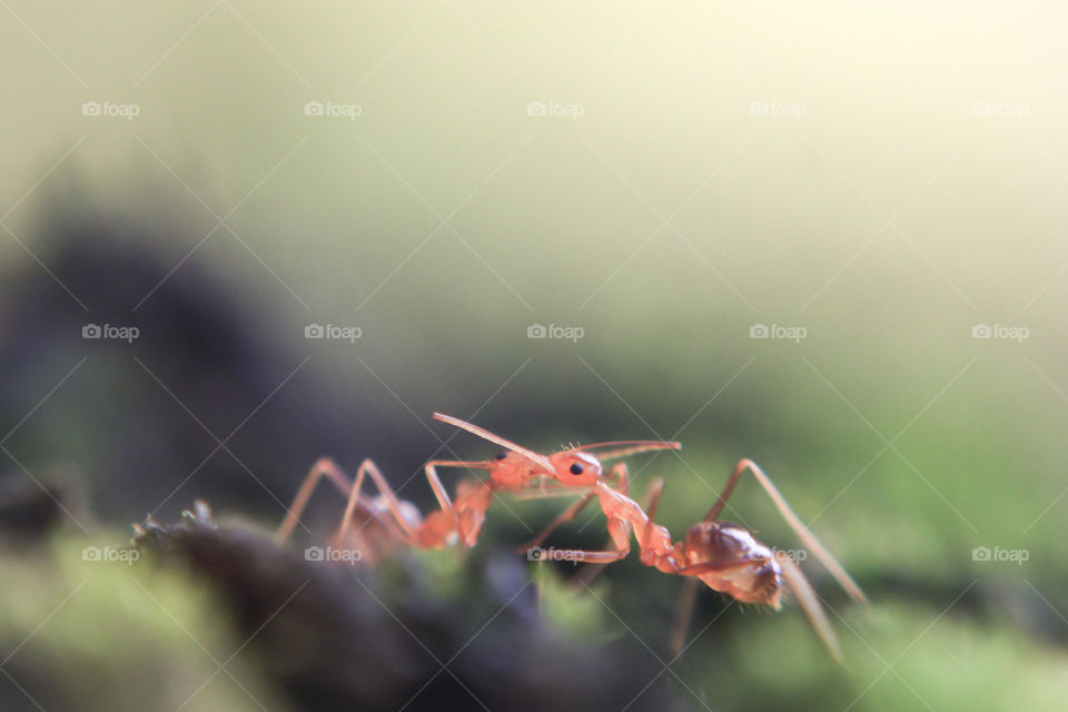 Macro; Ant's kissing each other