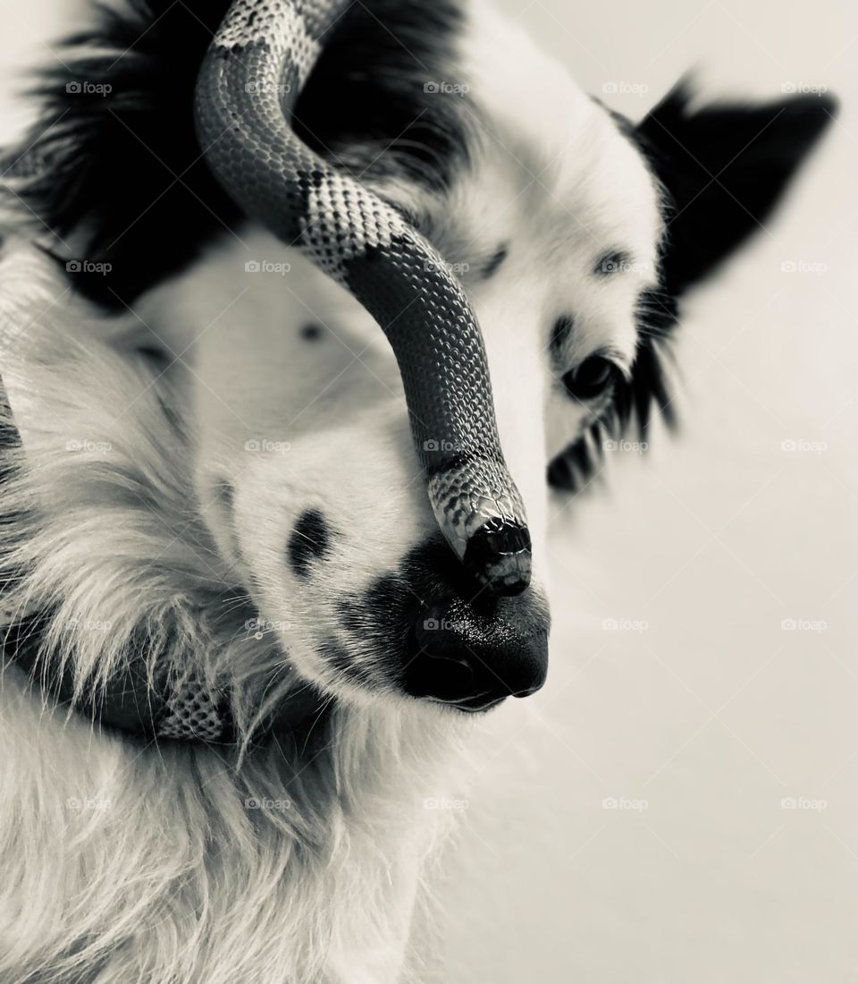 Snake and dog in beautiful harmony 