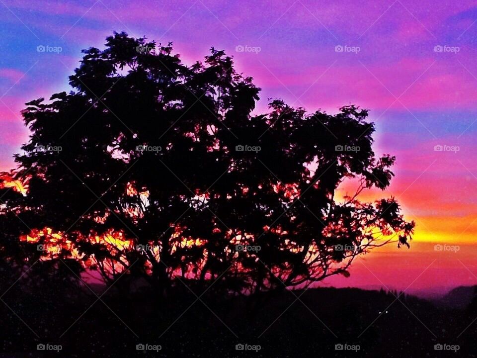 Sunset silhouette tree