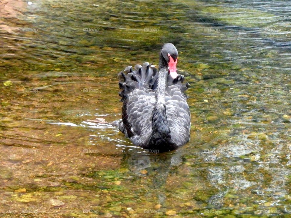 Black Swan