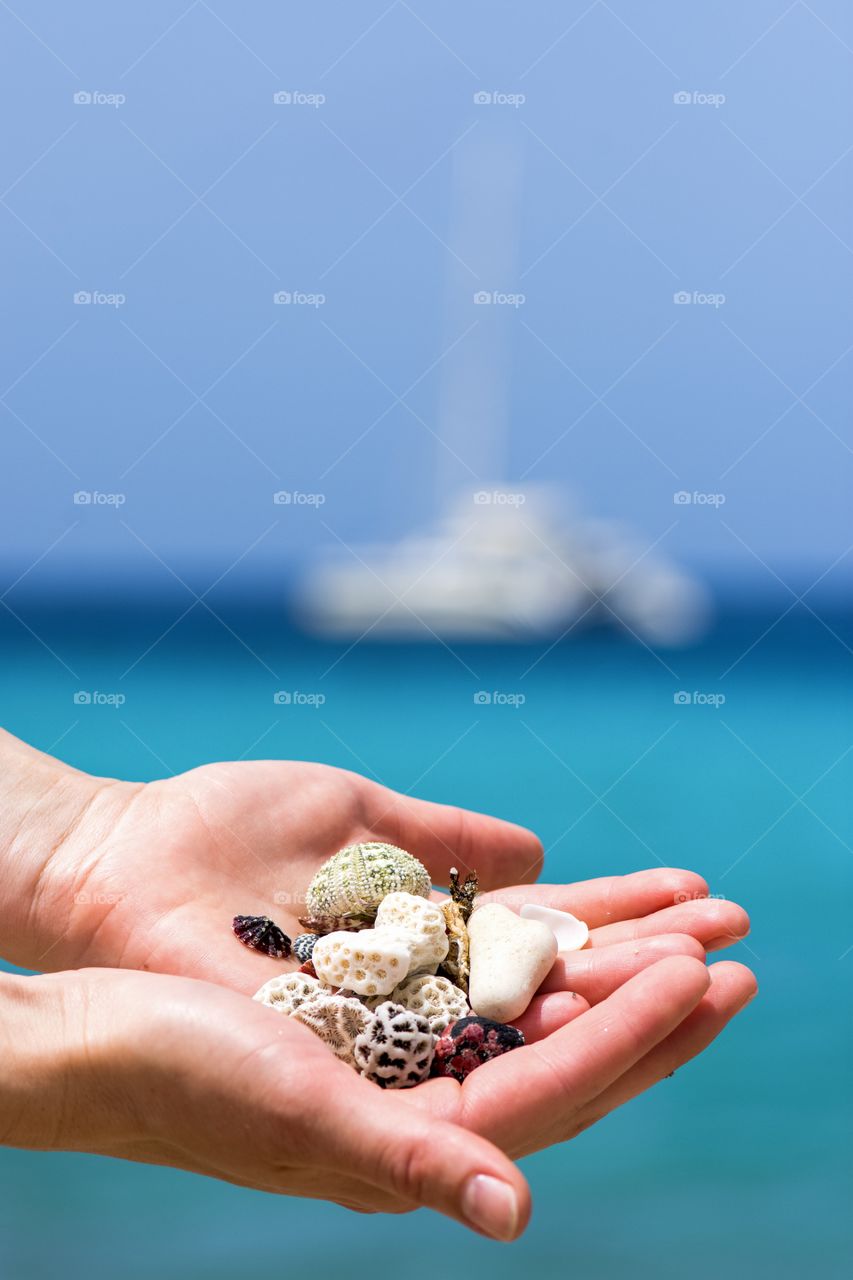 Seashells on the beach, caribean