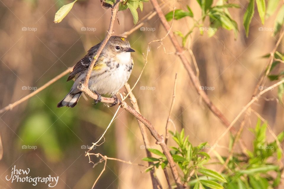 Yellow-rumped warbler 