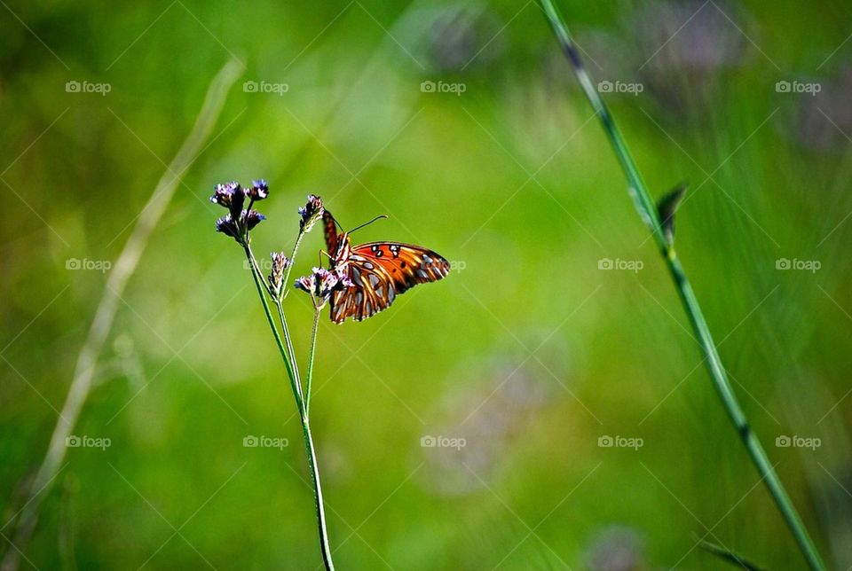 Monarch butterfly