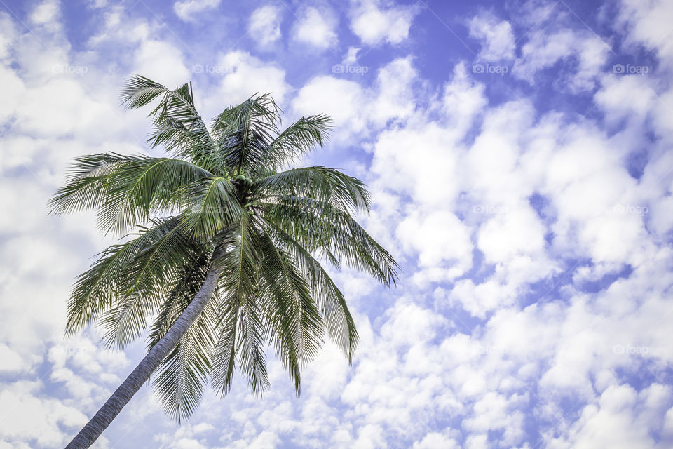 Coconut tree under blue sky