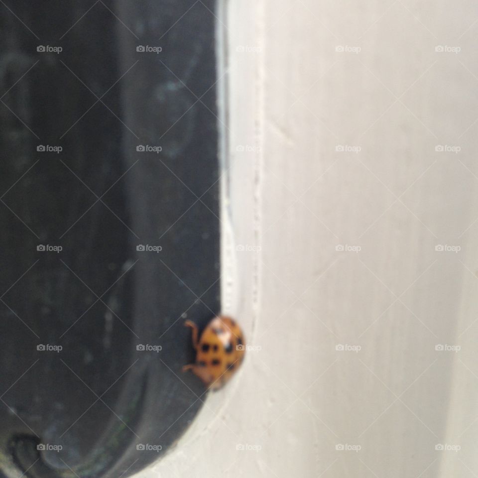 Ladybug 