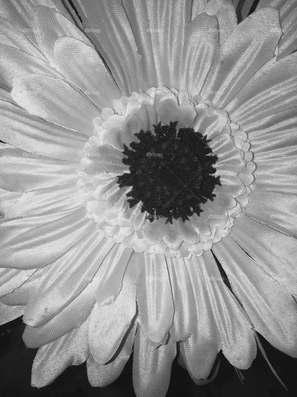 Flower. Black and white nature