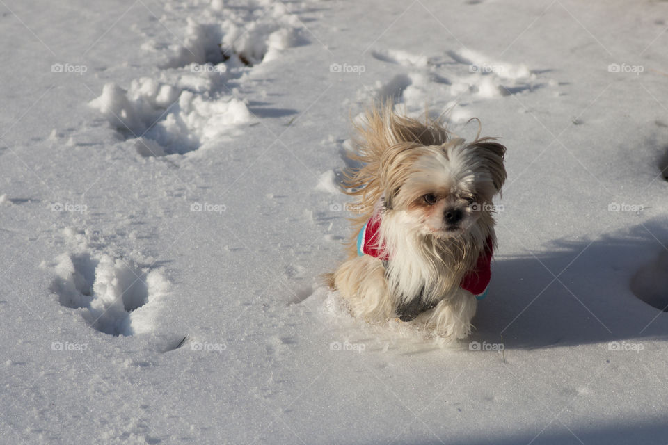 Snow monster