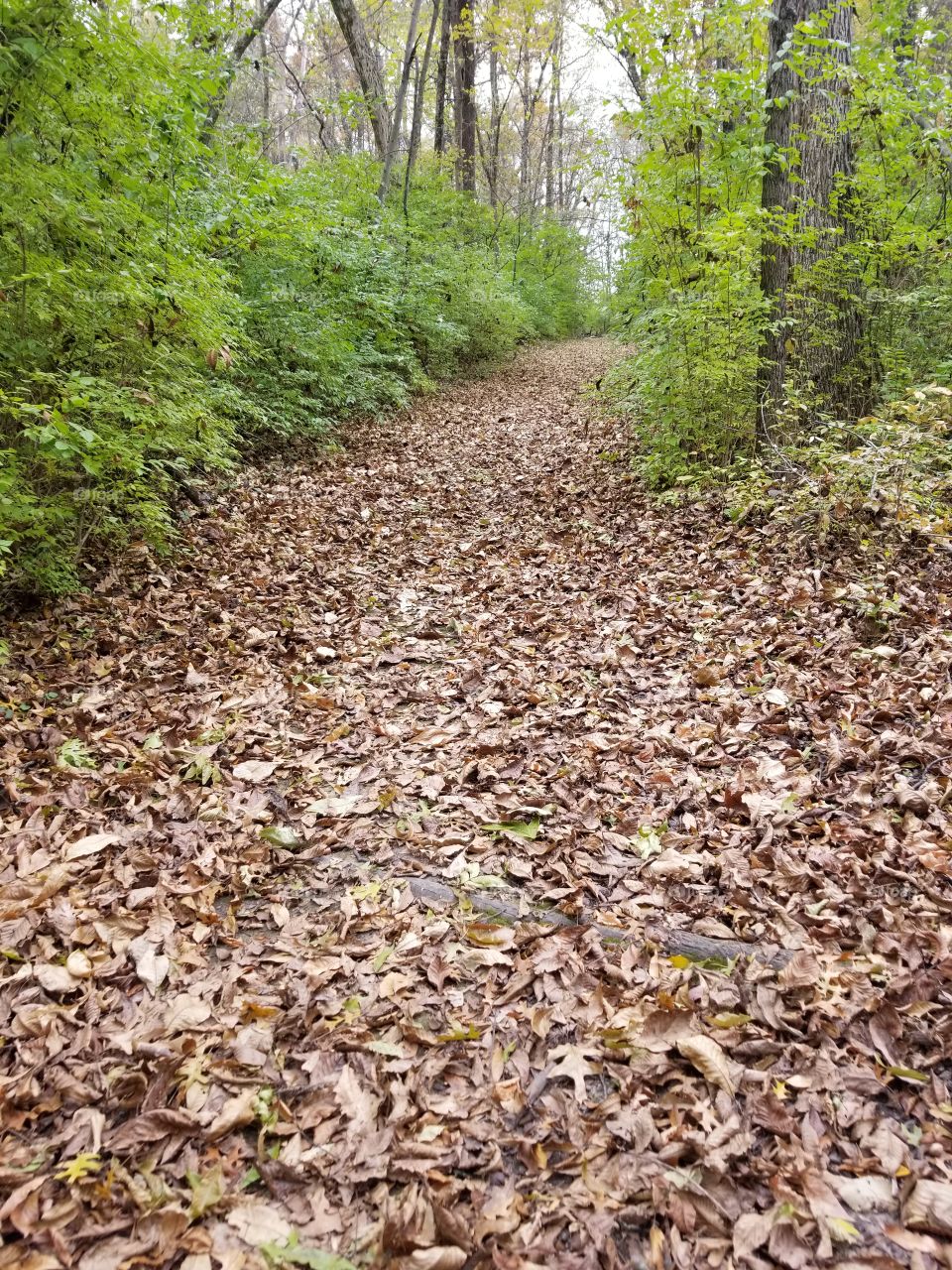 leaves covering a trail