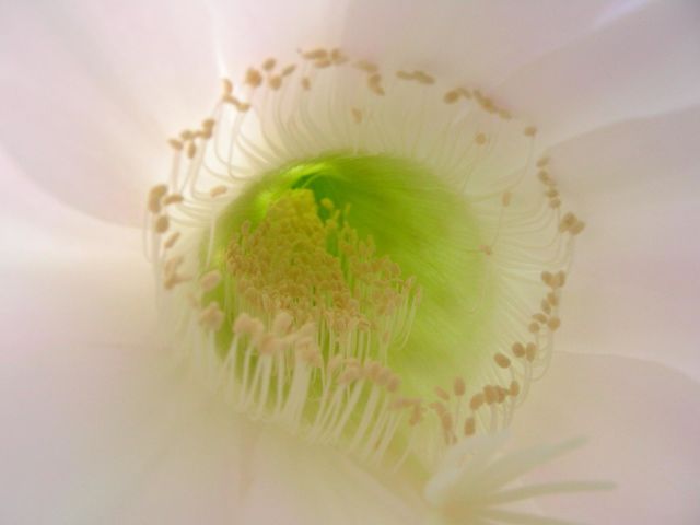 Nahaufnahme einer Blüte