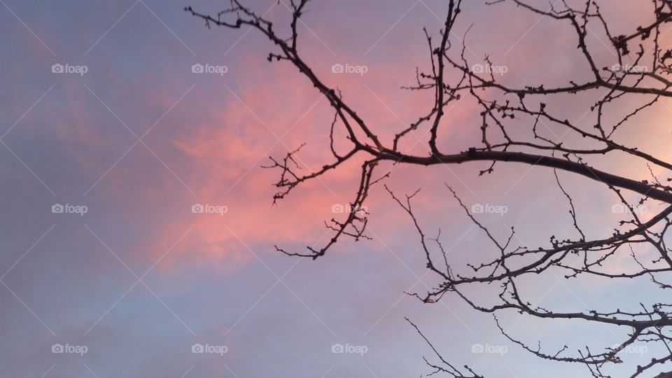 Sunset clouds and tree branch