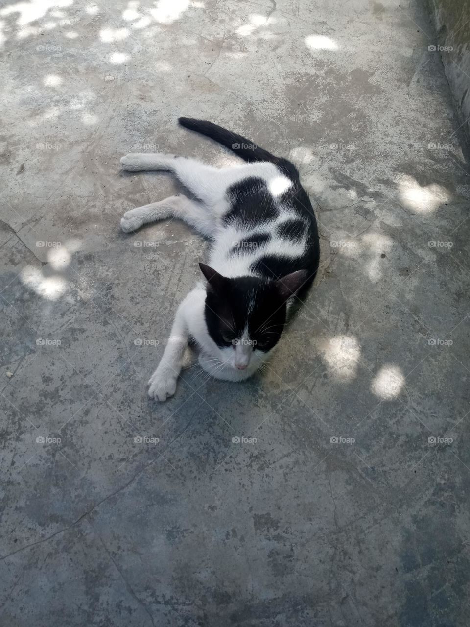 A cat that has become a mother