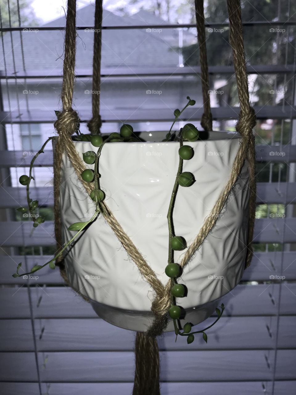 String of pearls green plant in white pot