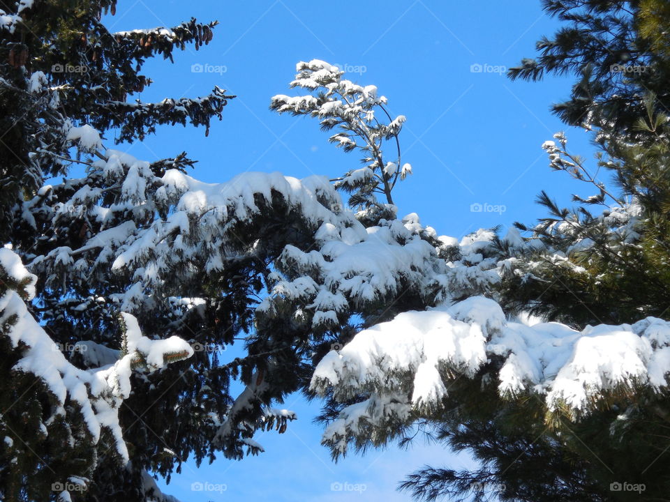 Snowy pines blue sky