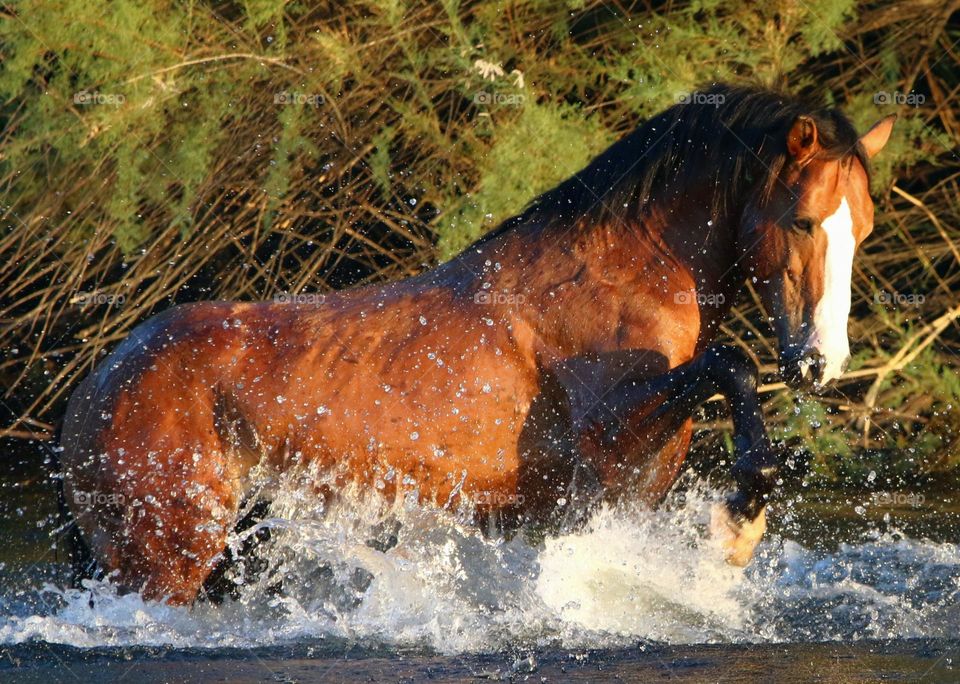 Wild Stallion Splashing at Sunrise