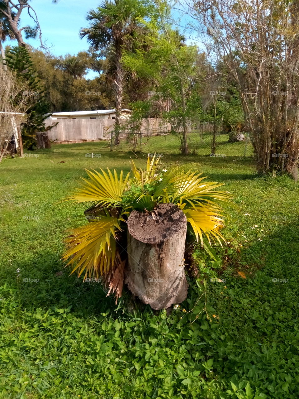 Tropical stump decoration.