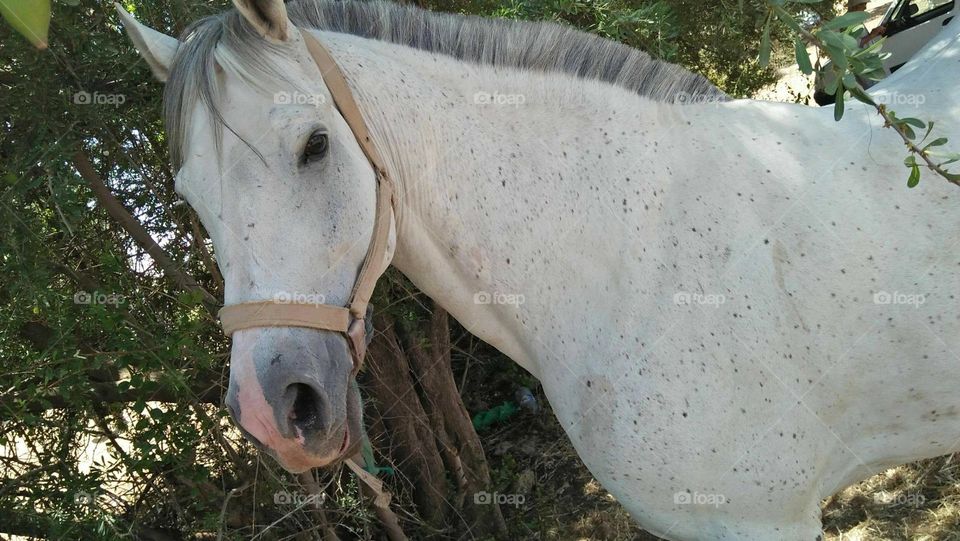 Beautiful white horse looking at my camera.