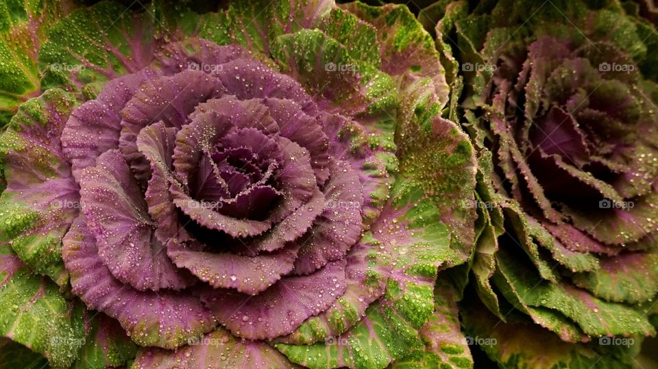 violet cabbage