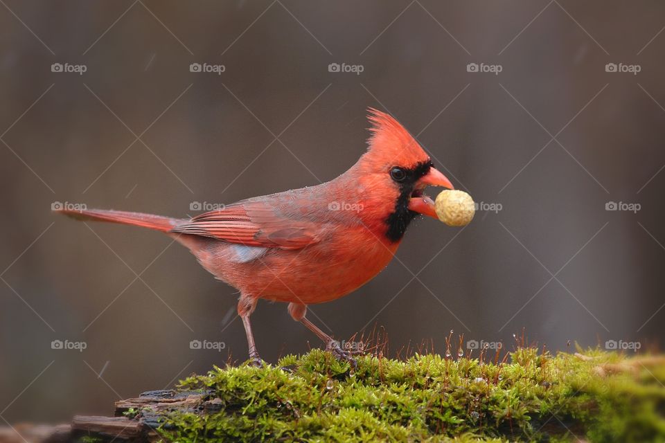 cardinal