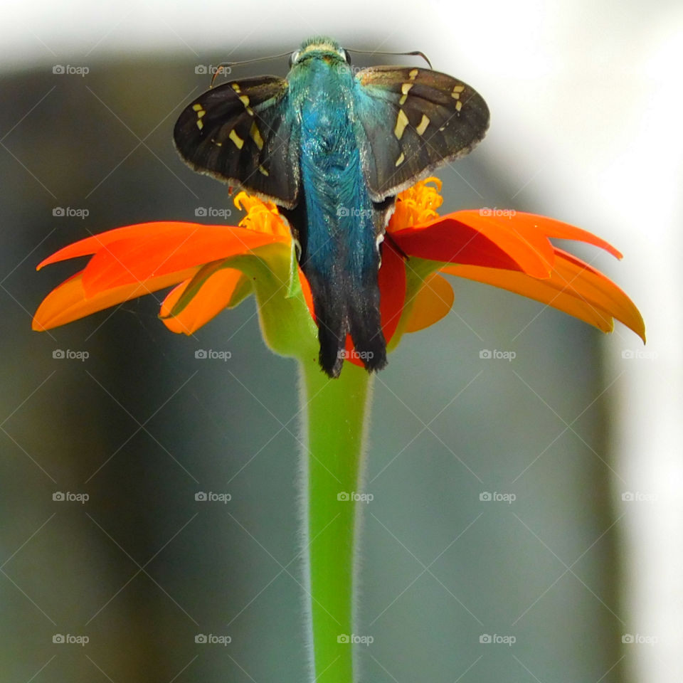 SKIPPER BUTTERFLY: Looks like a moth but it is a Butterfly! He danced and pranced on all of my flowers and gave me a run for my money to photograph!