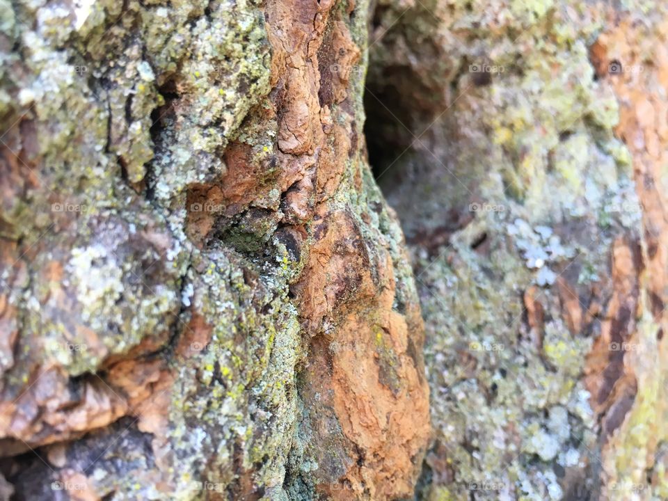 Nature, Rough, Texture, Earth Surface, Bark