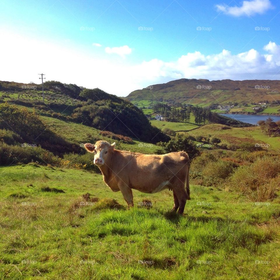 Cow in a field