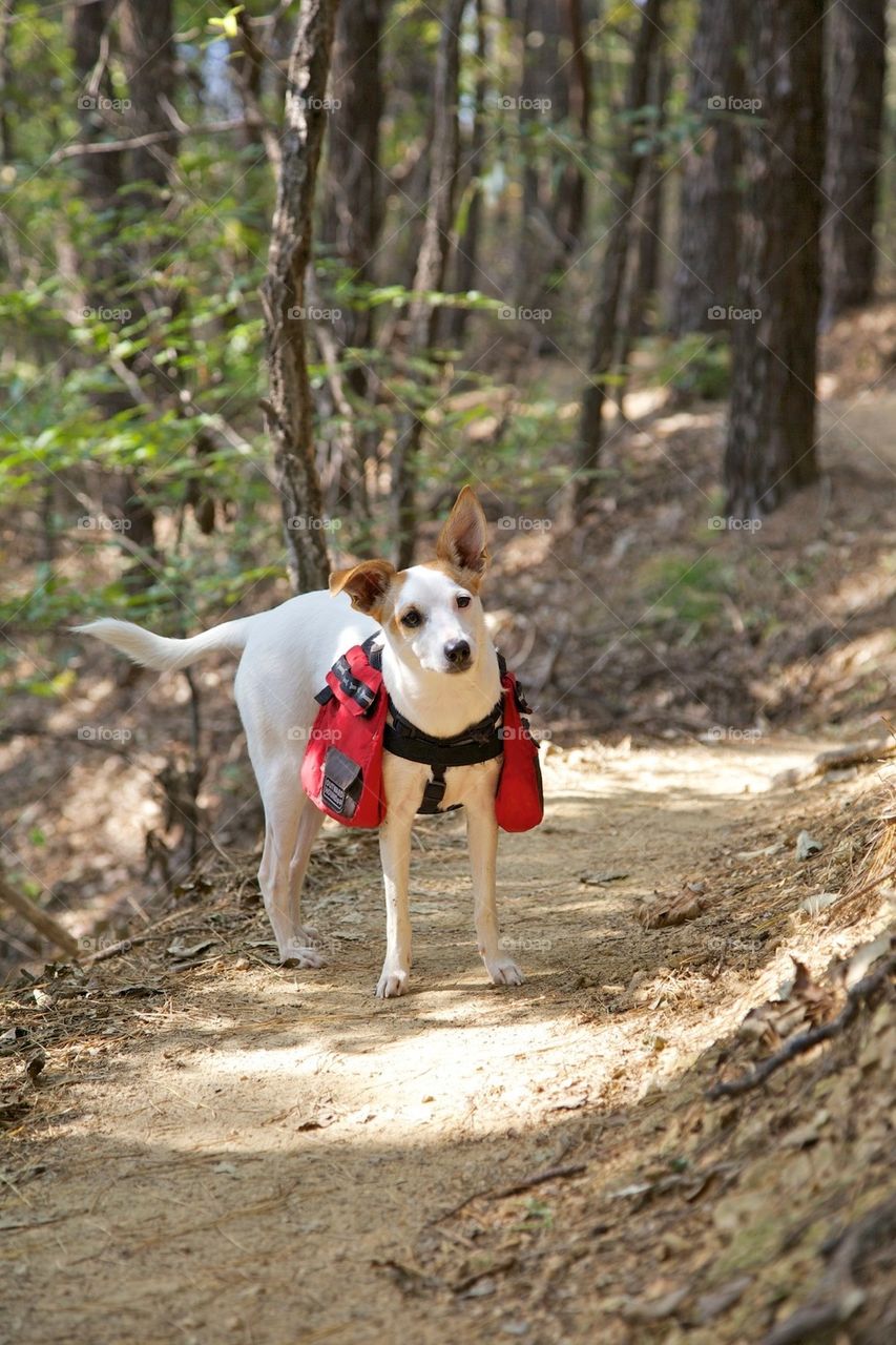 Hiking Dog