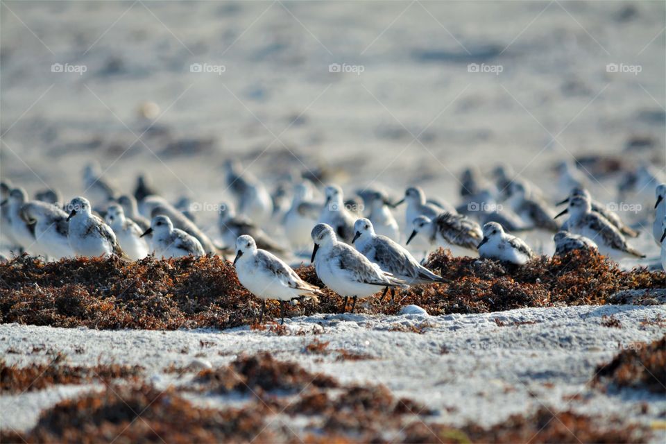 Plovers Stand on the Beach in Florida