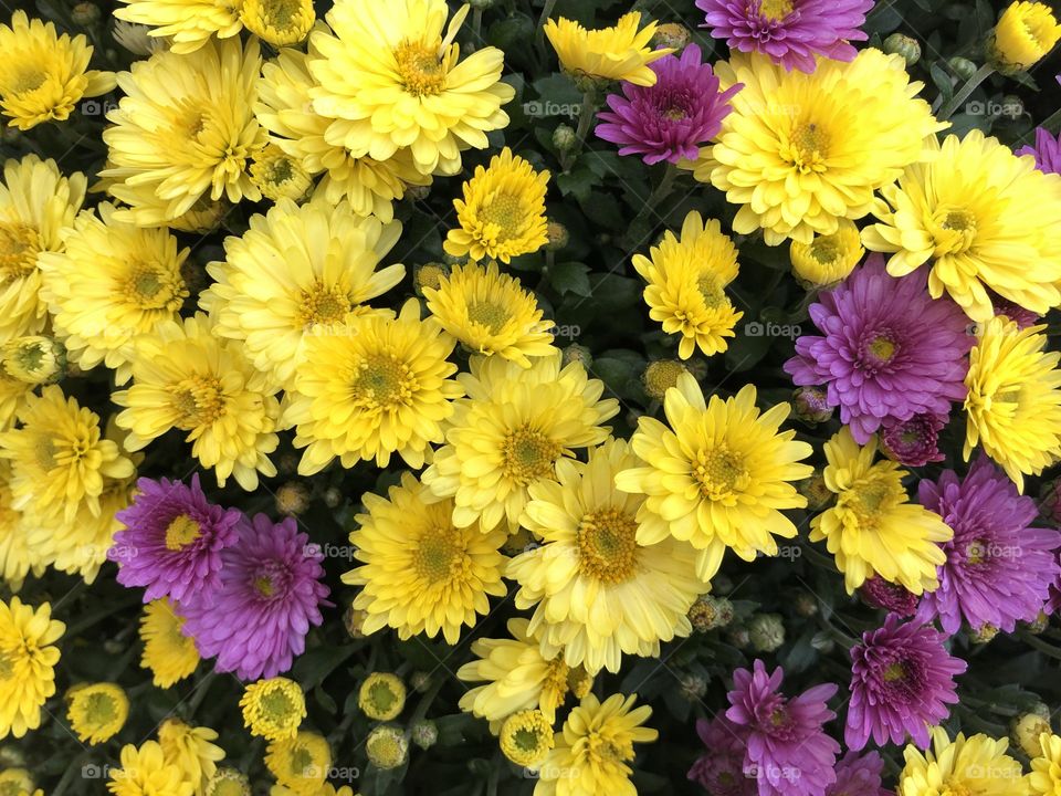 Photograph two of some more flowers from the blooming marvelous selection, so so beautiful fresh and vibrant they are.