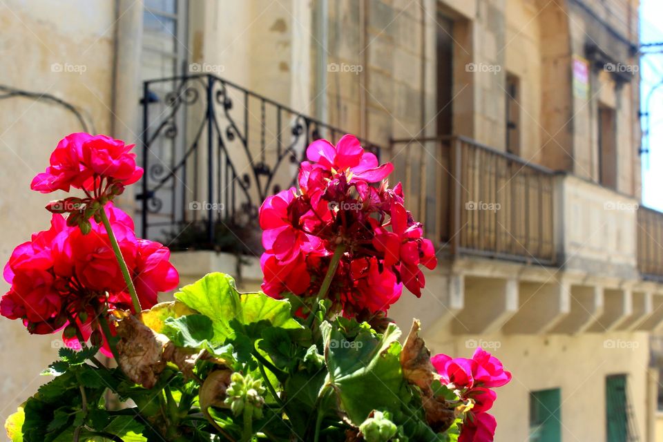 mediterranean scene, pink Geranias in front of balconies