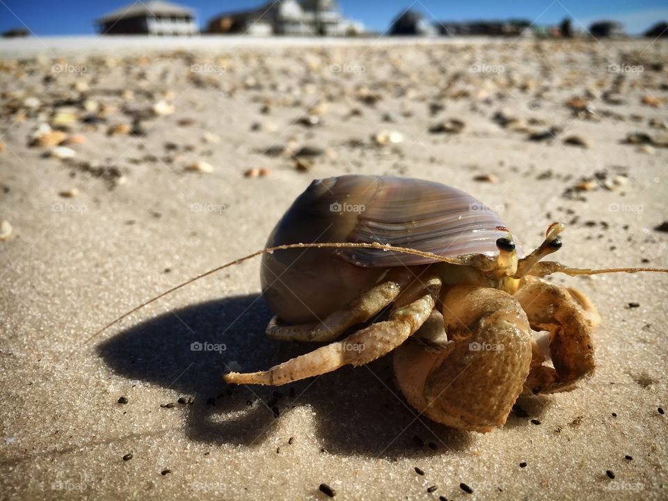 Throw back to our time at the beach! Really enjoyed all the wildlife, like this crab! 