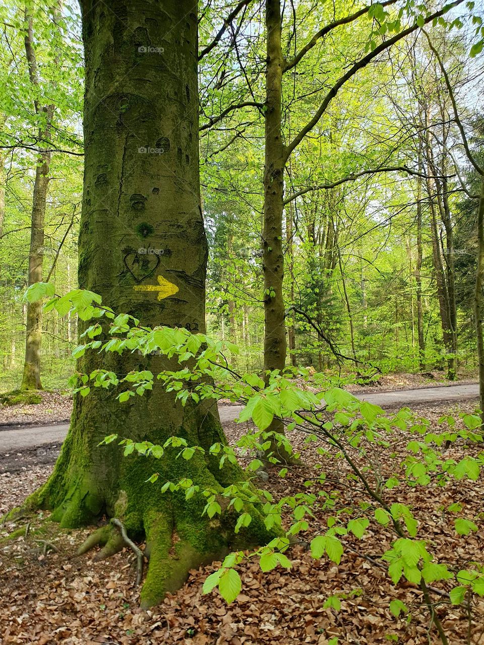 tree in the forest with a carved heart and yellow arrow for directions