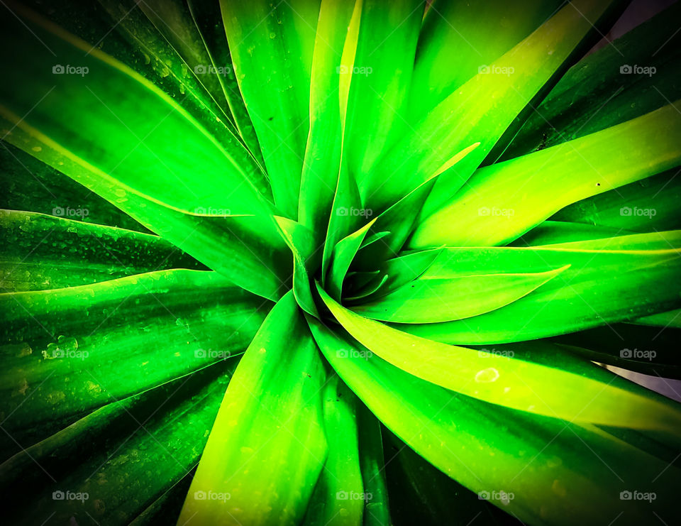 Green leaf in contrast